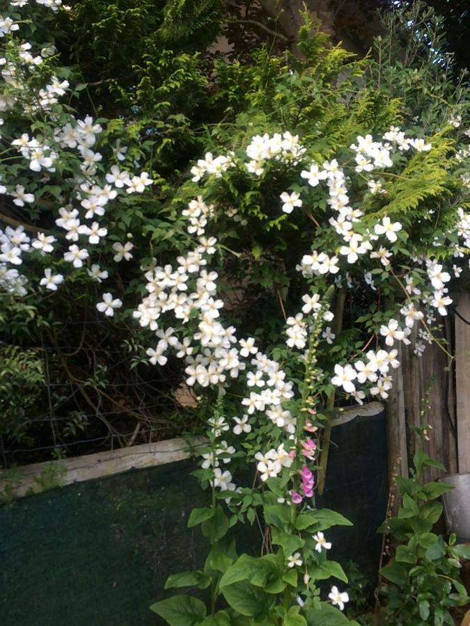 Brook House B&B&Cottages Kaikoura Exteriör bild